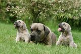 CANE CORSO 1104